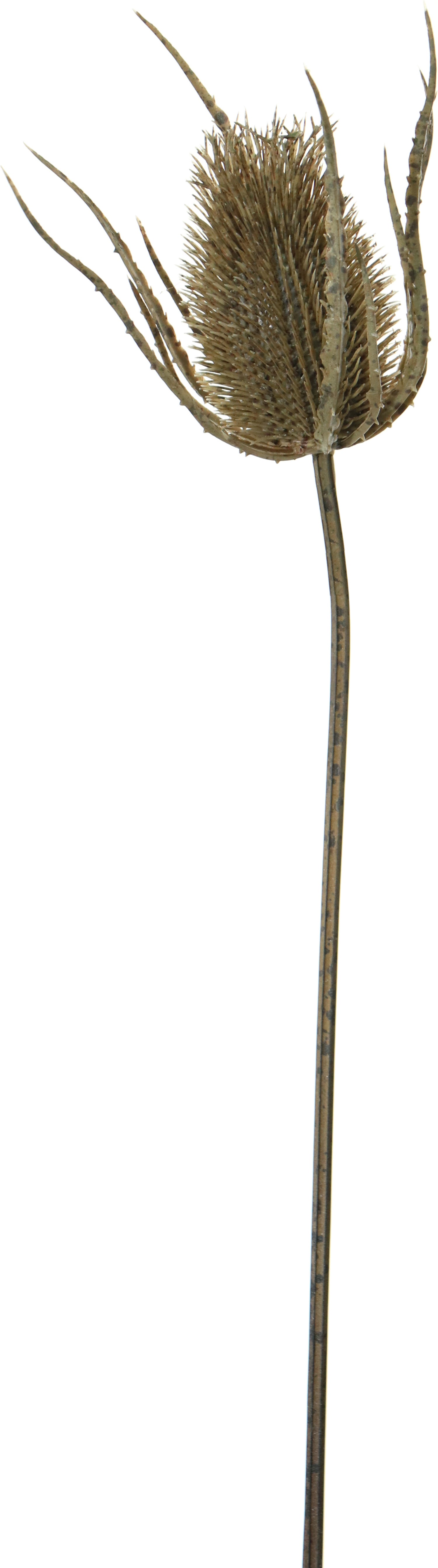 Louis Maes kunstbloem Kogeldistel bruin 75 cm