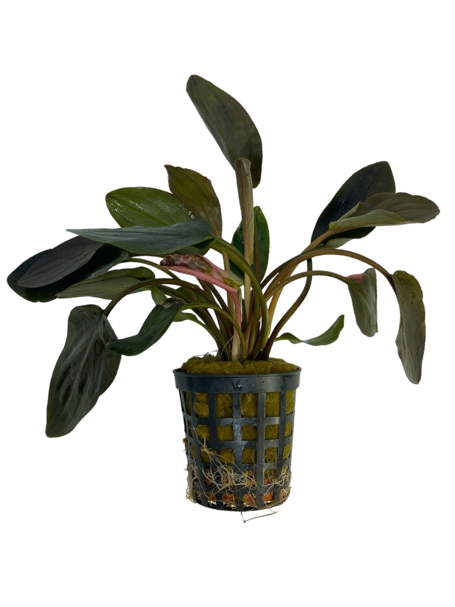 Waterplant Lagenandra Meeboldii Red Aquariumplant