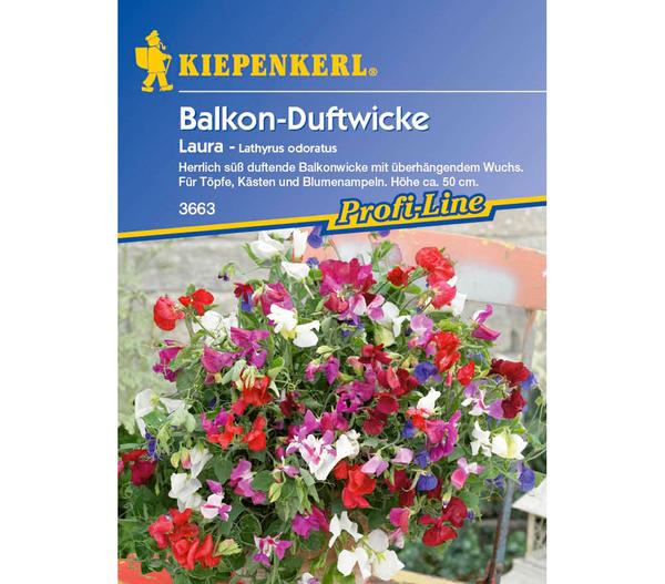 Kiepenkerl Saatgut Balkon-Duftwicke Laura