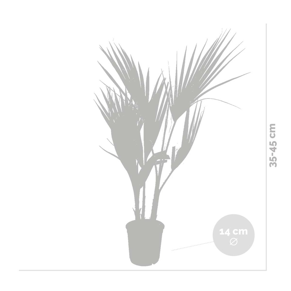 Washingtonia robusta - palmier mexicain - palmier extérieur - persistant – ⌀14 cm - ↕35-45 cm