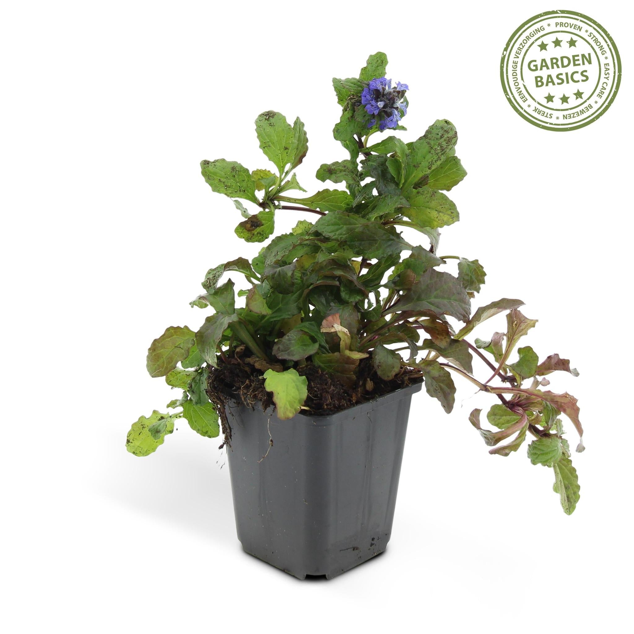 Ajuga reptans - lot de 6