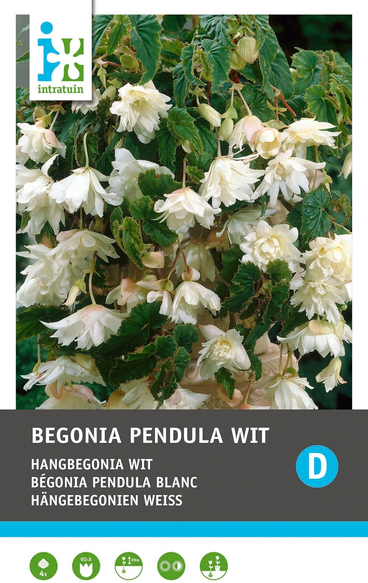 Intratuin Begonia knol (Begonia pendula) wit 3 stuks