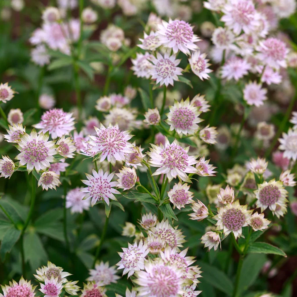 Astrantia major Storstjerneskjerm Ø11 cm