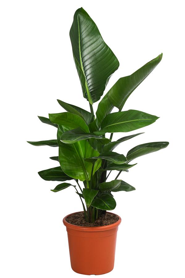 Weiße Strelitzie - Strelitzia alba