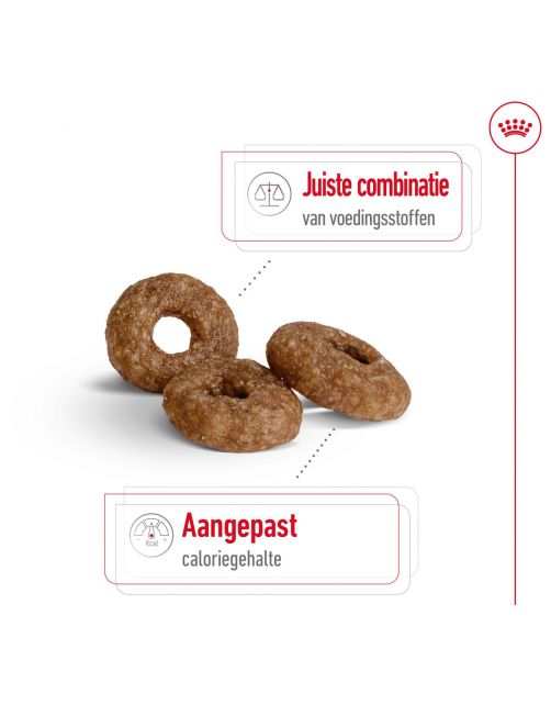 Royal Canin Mini Ageing 12+ - Hondenvoer