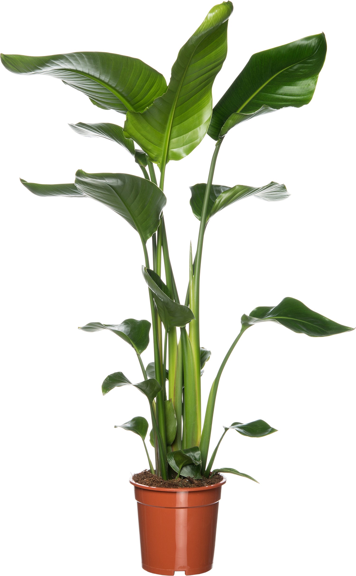 Paradijsvogelplant (Strelitzia nicolai) D 19 H 90 cm