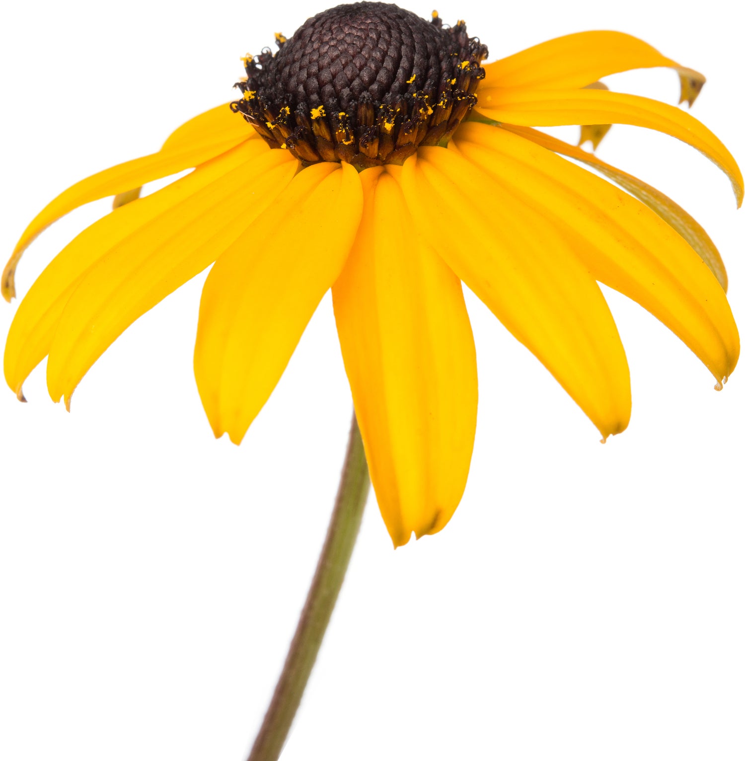 Zonnehoed (Rudbeckia fulgida 'Goldsturm') D 11 H 10 cm