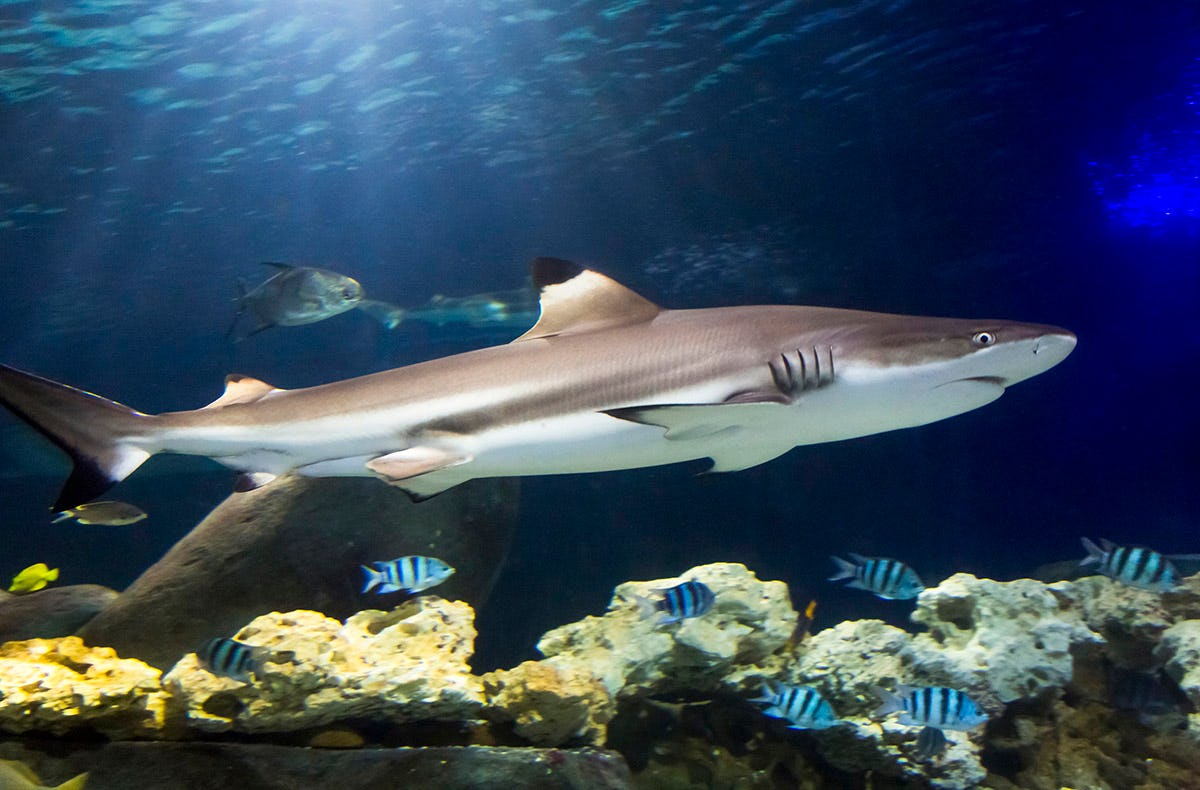 Sea Life Hannover (Kinder-Ticket)