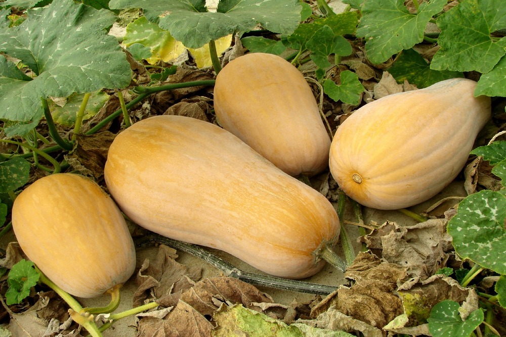 Jardin dans le sac - bio - courge - butternut - 6 graines - cucurbita moschata