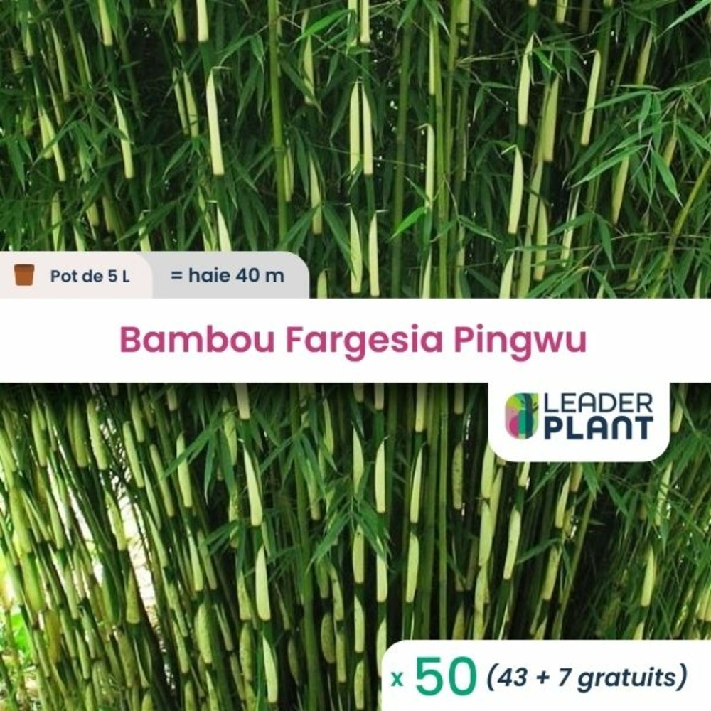50 x bambou fargesia pingwu en pot de 5 l