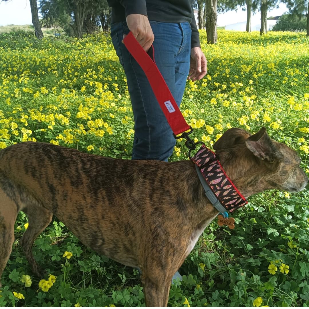 EGV - Guia curta para cães, 4 cm de largura, com alça de neoprene e mosquetão reforçado. 50 cm de comprimento. (Vermelha)