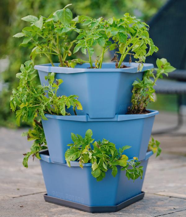 Gusta Garden Kartoffelturm Paul Potato