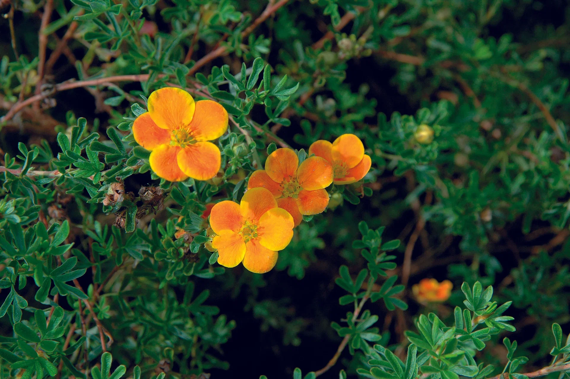 Dasiphora (Fruticosa-Group) 'Red Ace' Buskmure 'Red Ace' Ø22 cm