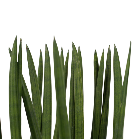 Sanseveria cylindrica spaghetti - pot D17cm