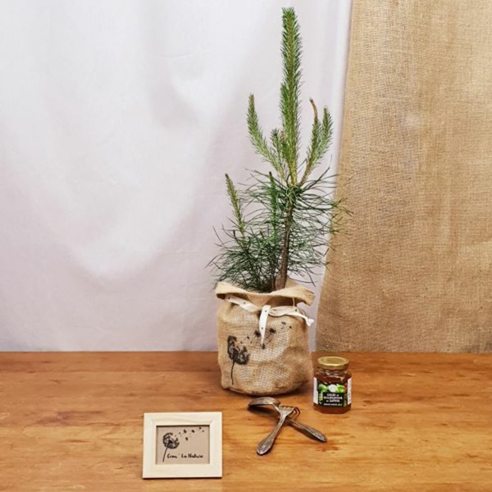 Coffret d'un pin sylvestre avec sa gelée de bourgeons sapins
