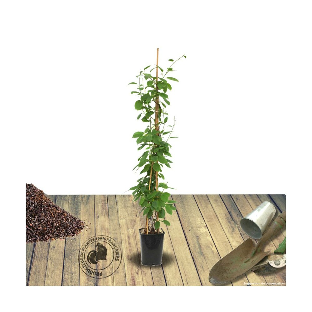 Kiwi de sibérie arguta issaï (autofertile)/actinidia arguta issaï (autofertile)[-]pot de 3l - 60/120 cm