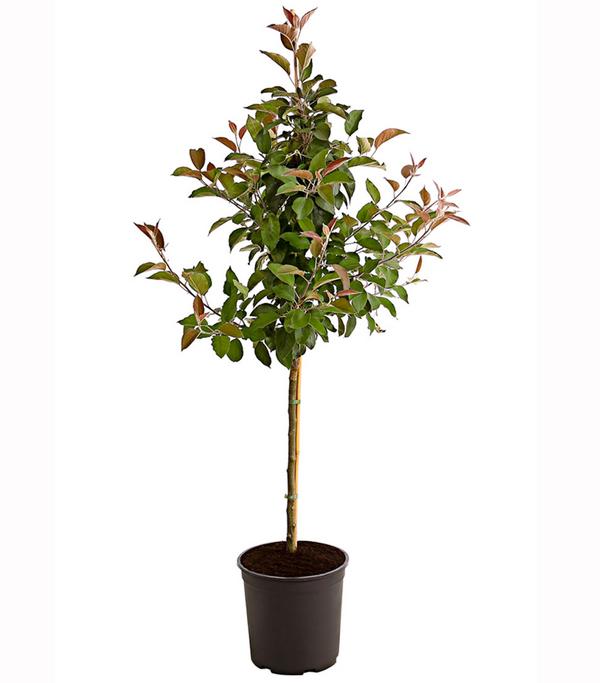 Apfel 'Vampira'