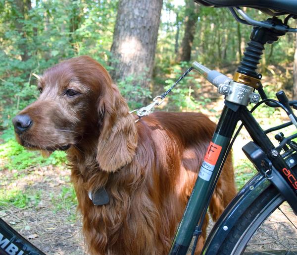 dobar® petlife Fahrradleine Walky Dog Plus