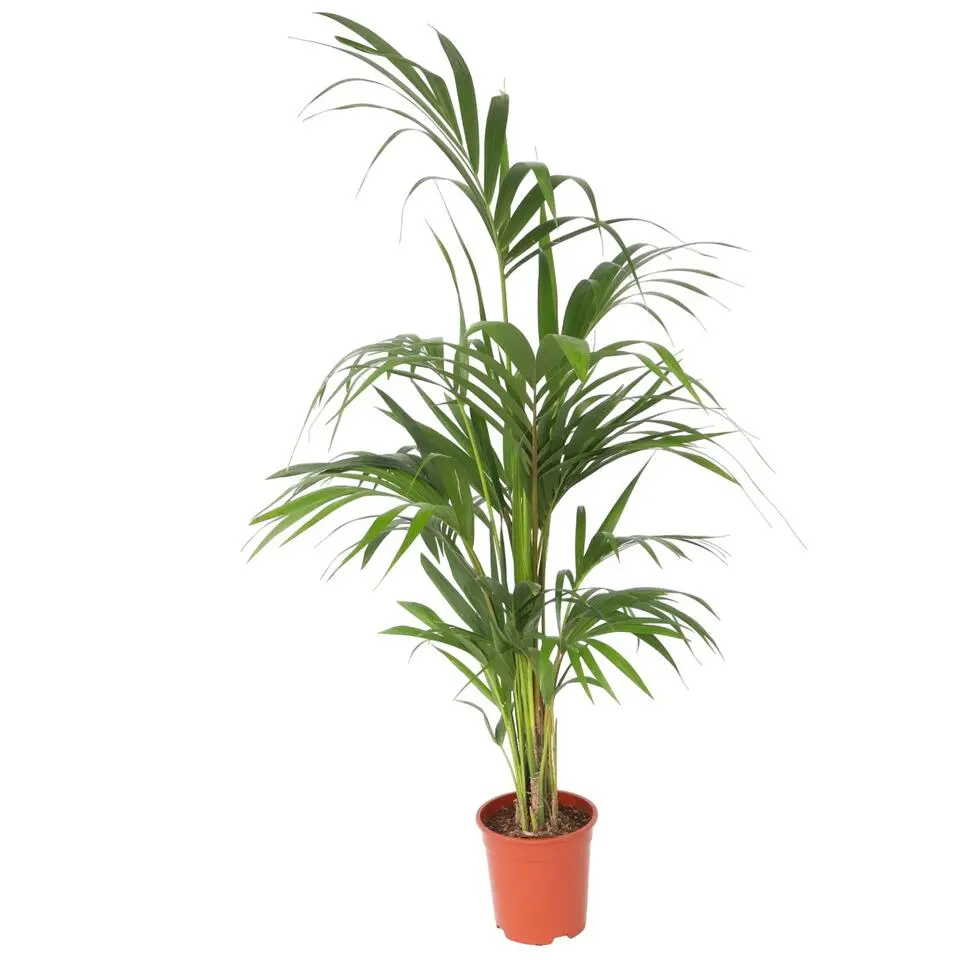 Kentiapalm - Howea forsteriana - Hoogte 130-140cm - ⌀21cm