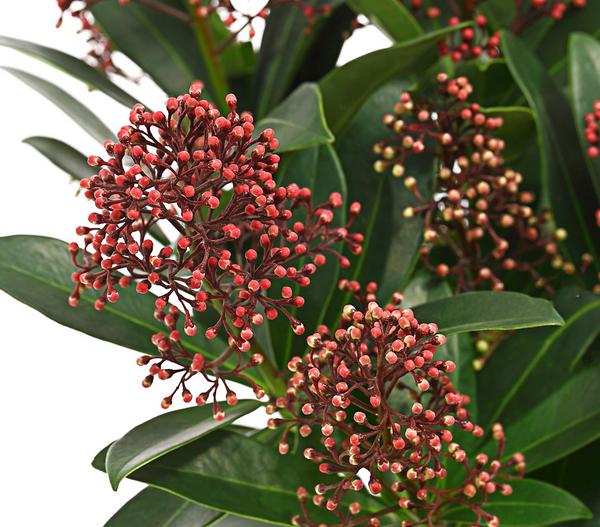 Blütenskimmie 'Rubella'