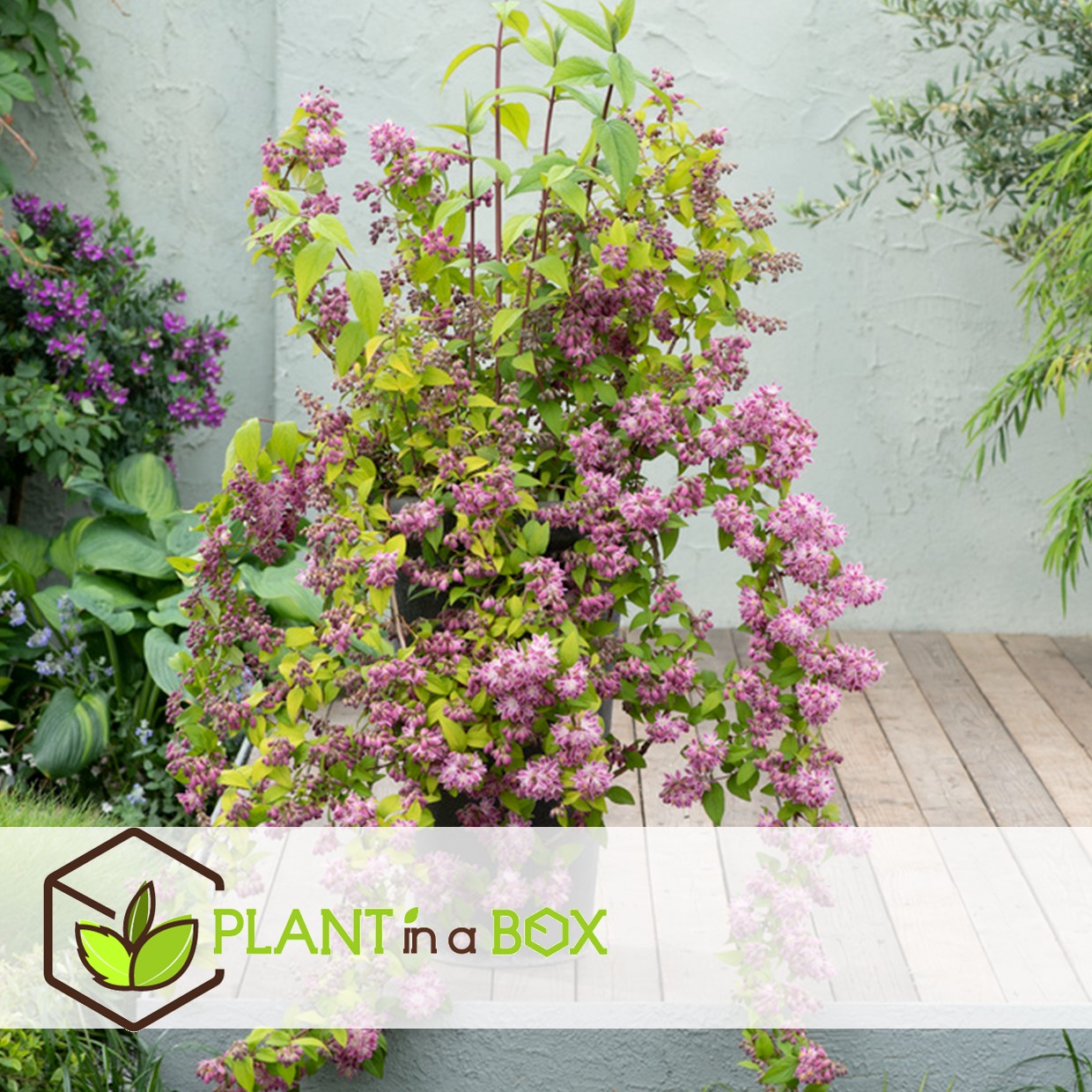 Deutzia x hybrida 'strawberry fields' - set de 4 - pot 17cm - hauteur 25-40cm