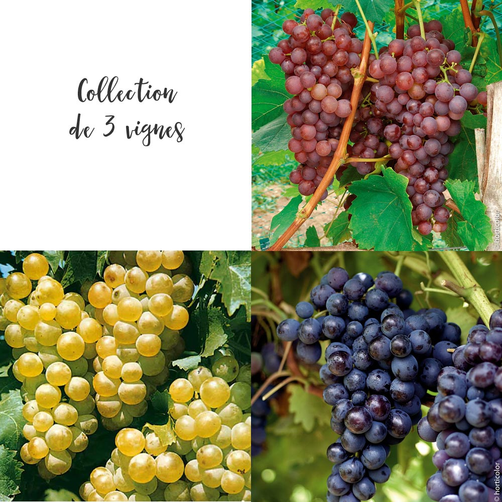 Collection de 3 vignes : 1 chasselas doré + 1 chasselas rosé + 1 muscat de hambourg