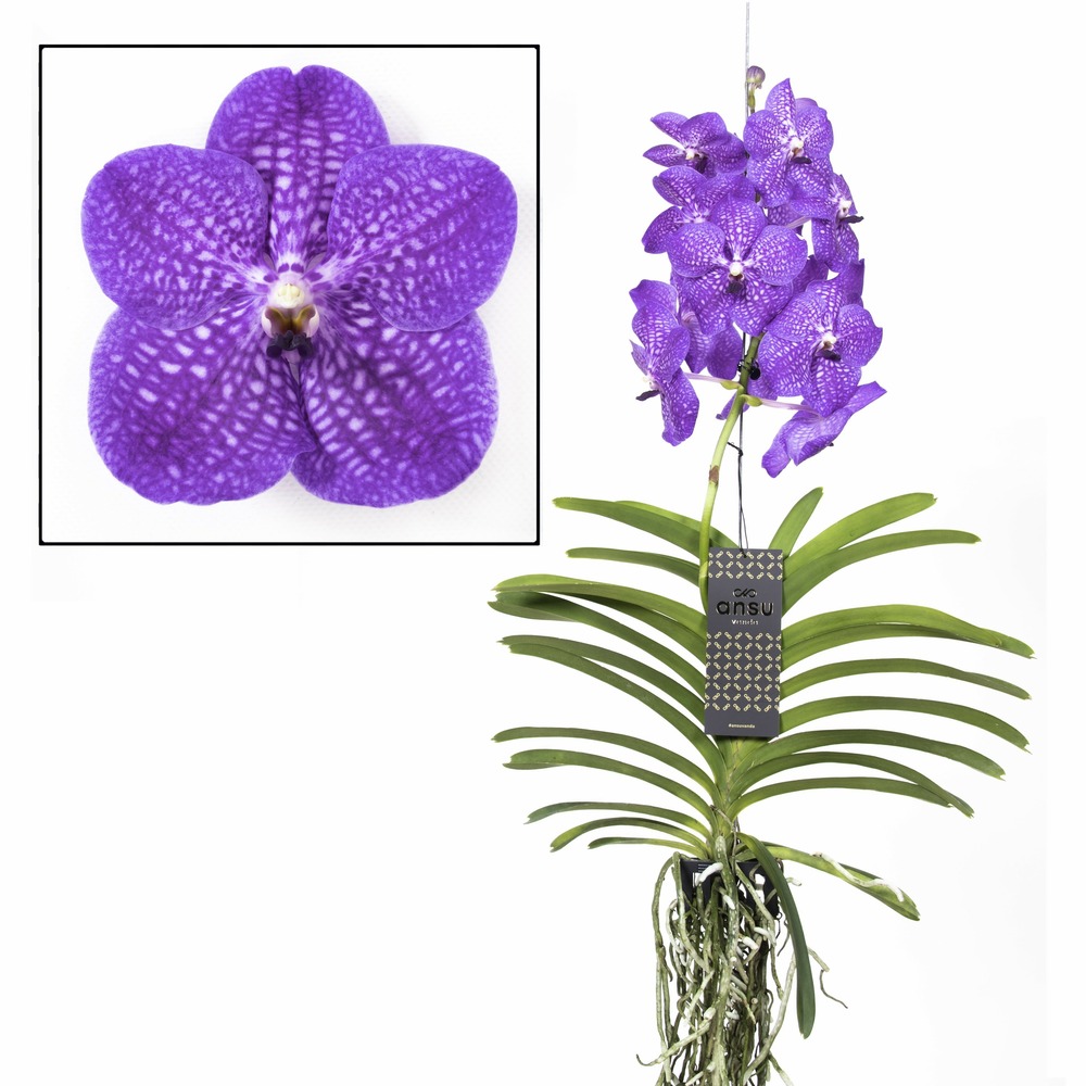Vanda new blue - orchidée tropicale - magnifique couleurs - hauteur 55-65cm