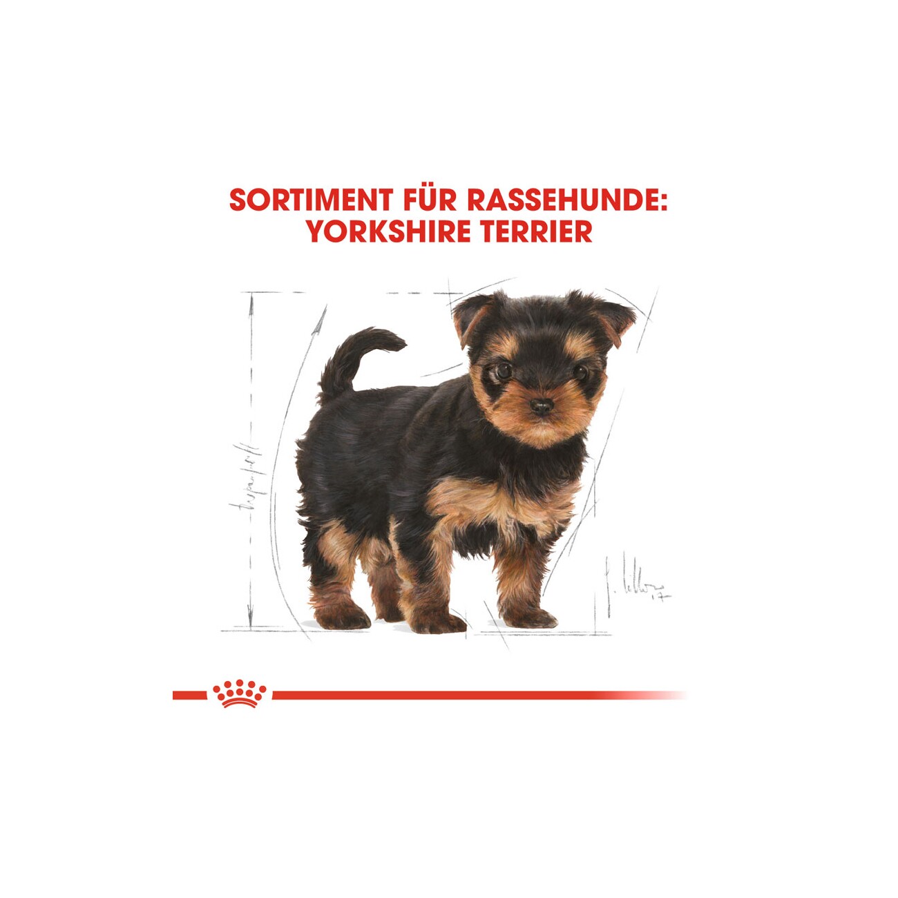 ROYAL CANIN Yorkshire Terrier Puppy 1,5 kg