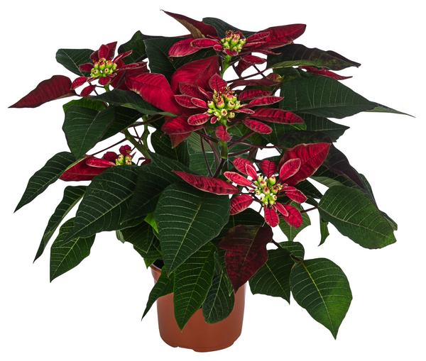 Weihnachtsstern - Euphorbia pulcherrima