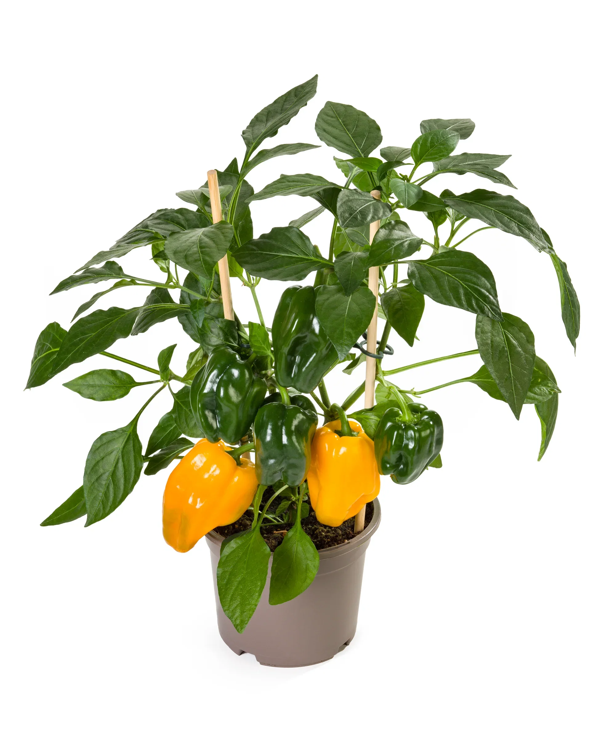 Ready Peper Yellow 14 cm Gul paprika Ø14 cm