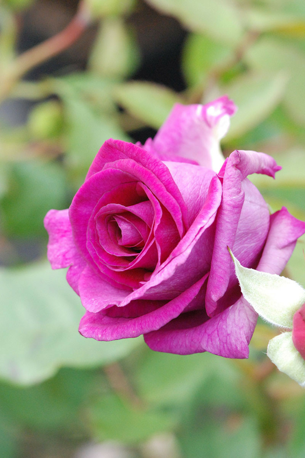 Rosier'violette parfumée' ? - 5l