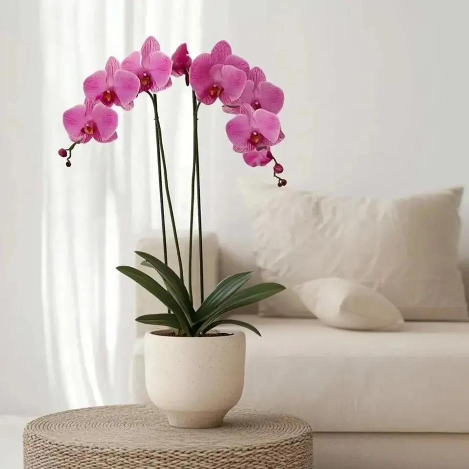 Orchidee - Phalaenopsis - Hoogte 50-60cm - ⌀12cm
