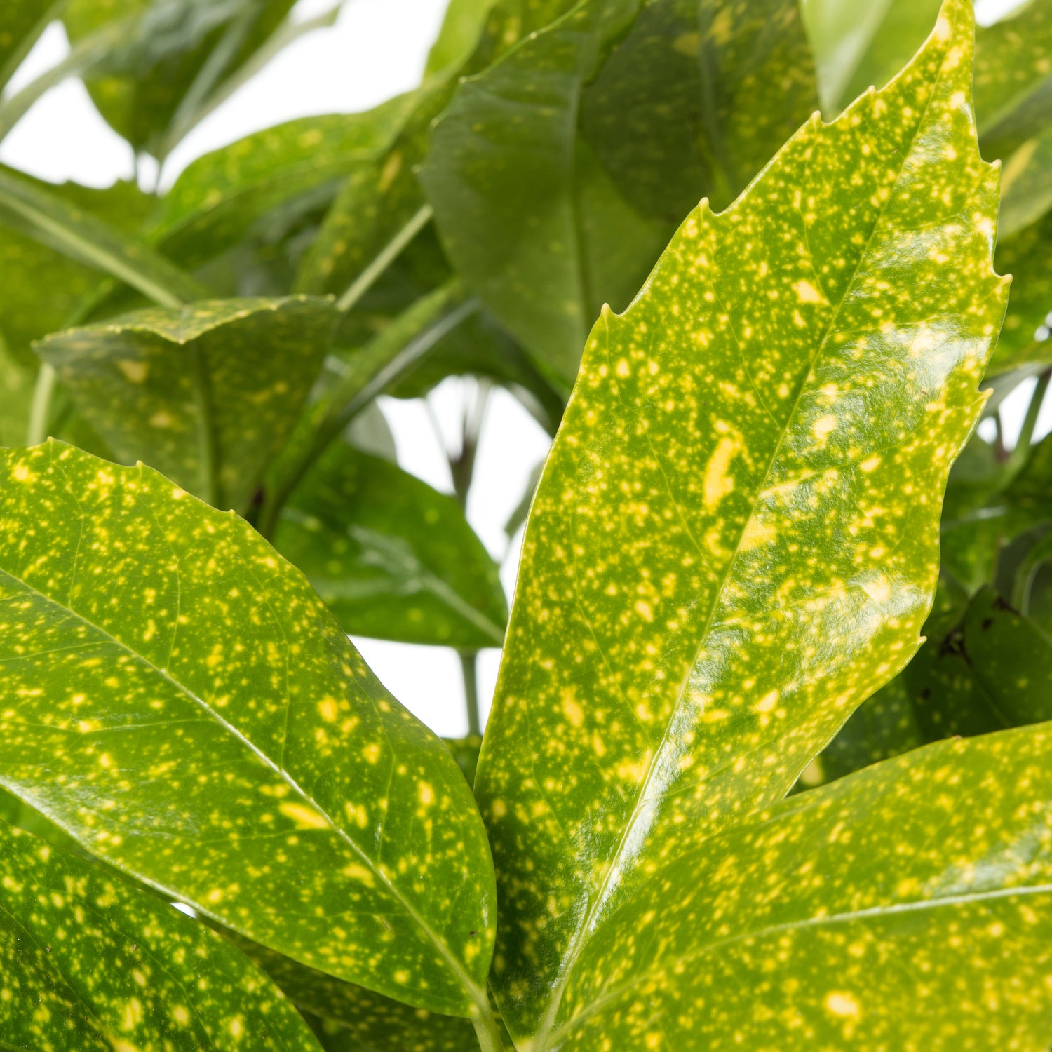 Broodboom (Aucuba japonica 'Variegata') D 23 H 55 cm