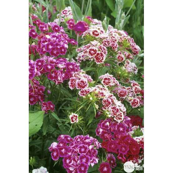 Œillet de poète : barquette de 10 plants