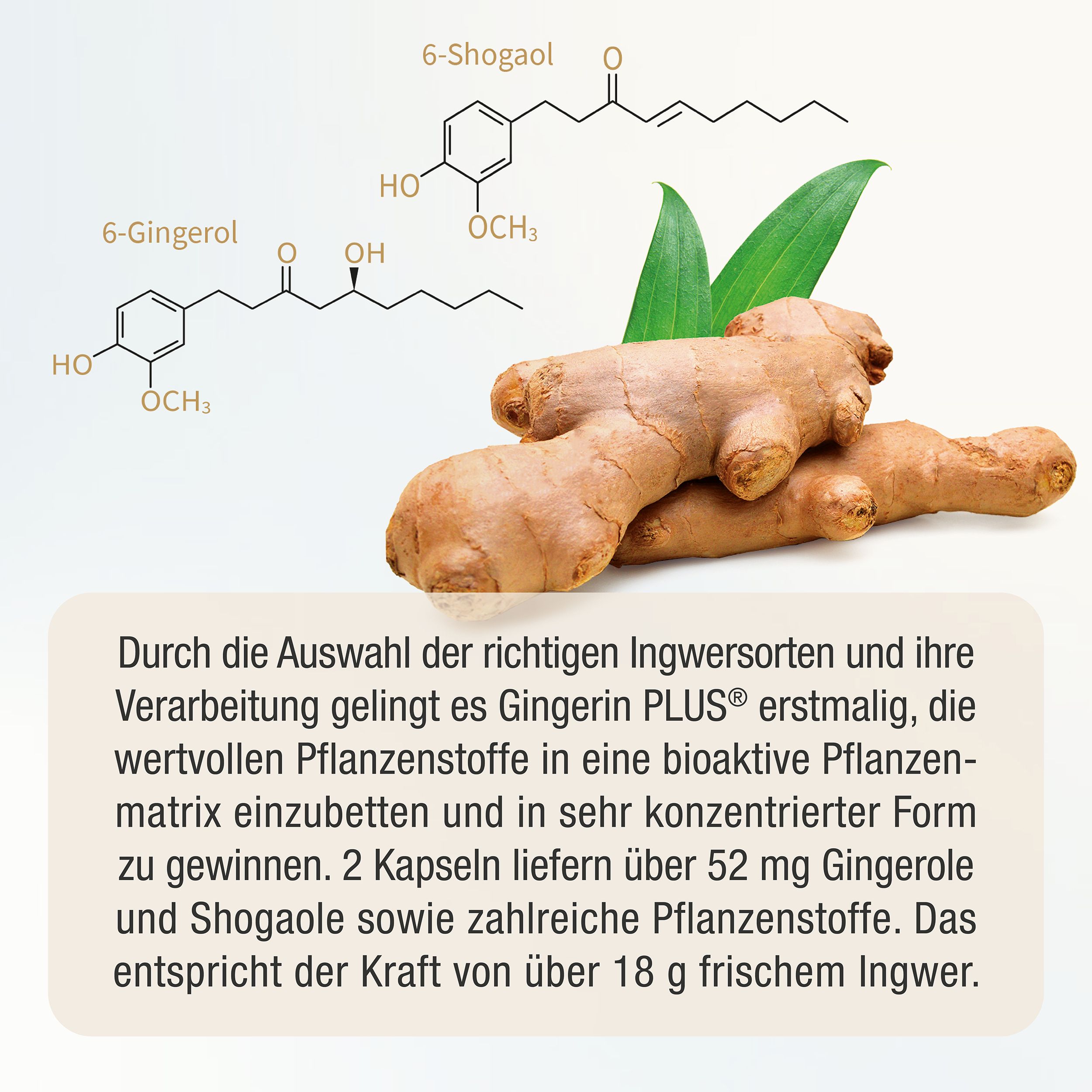 GINGERIN PLUS® Ingwer Kapseln