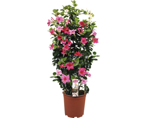Dipladenia, trechtervormige leibloem FloraSelf Dipladenia mandevilla Totale hoogte ca. 90 cm Ø 21 cm Pot roze