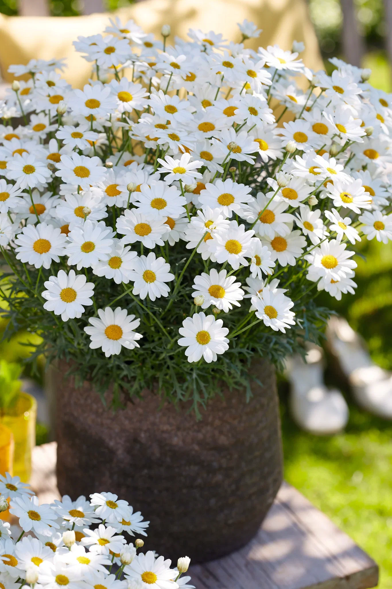 Argyranthemum Margerit stikling Ø6 cm