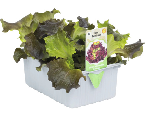 Rode Batavia sla 'Novelski' FloraSelf 6-pack
