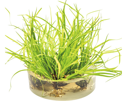 Grasachtige bies - Juncus repens In-Vitro