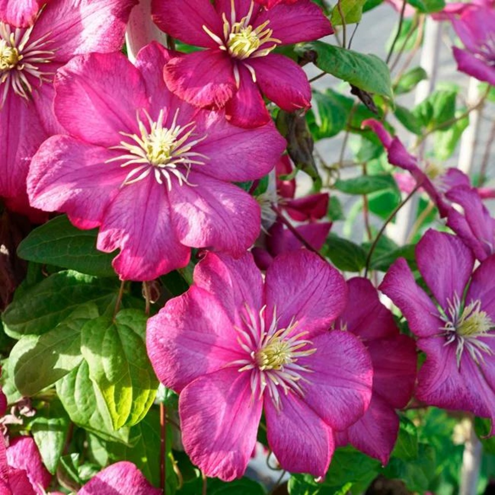Clématite 'ville de lyon' - clematis 1,5l