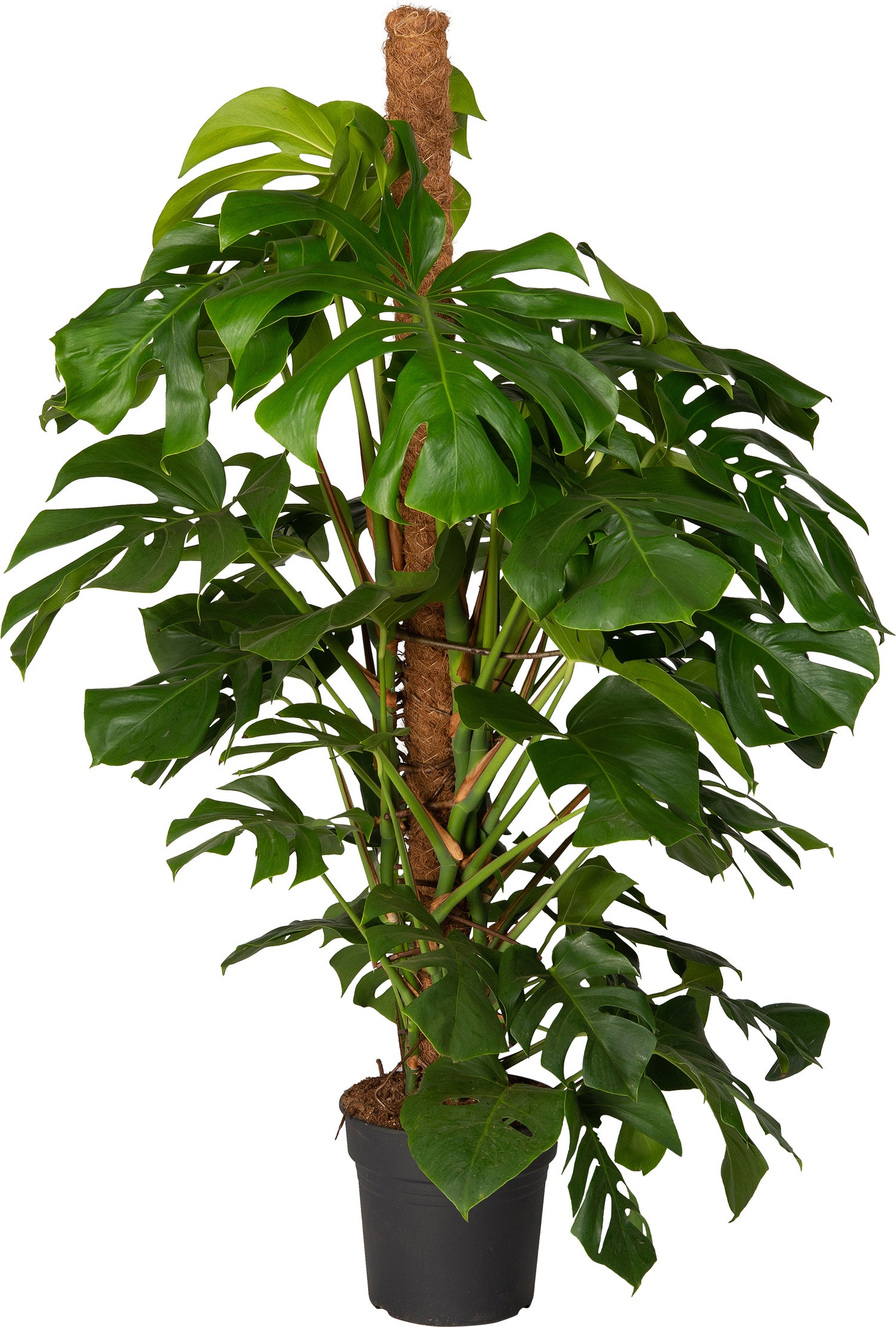 Gatenplant (Monstera pertusum) D 27 H 150 cm