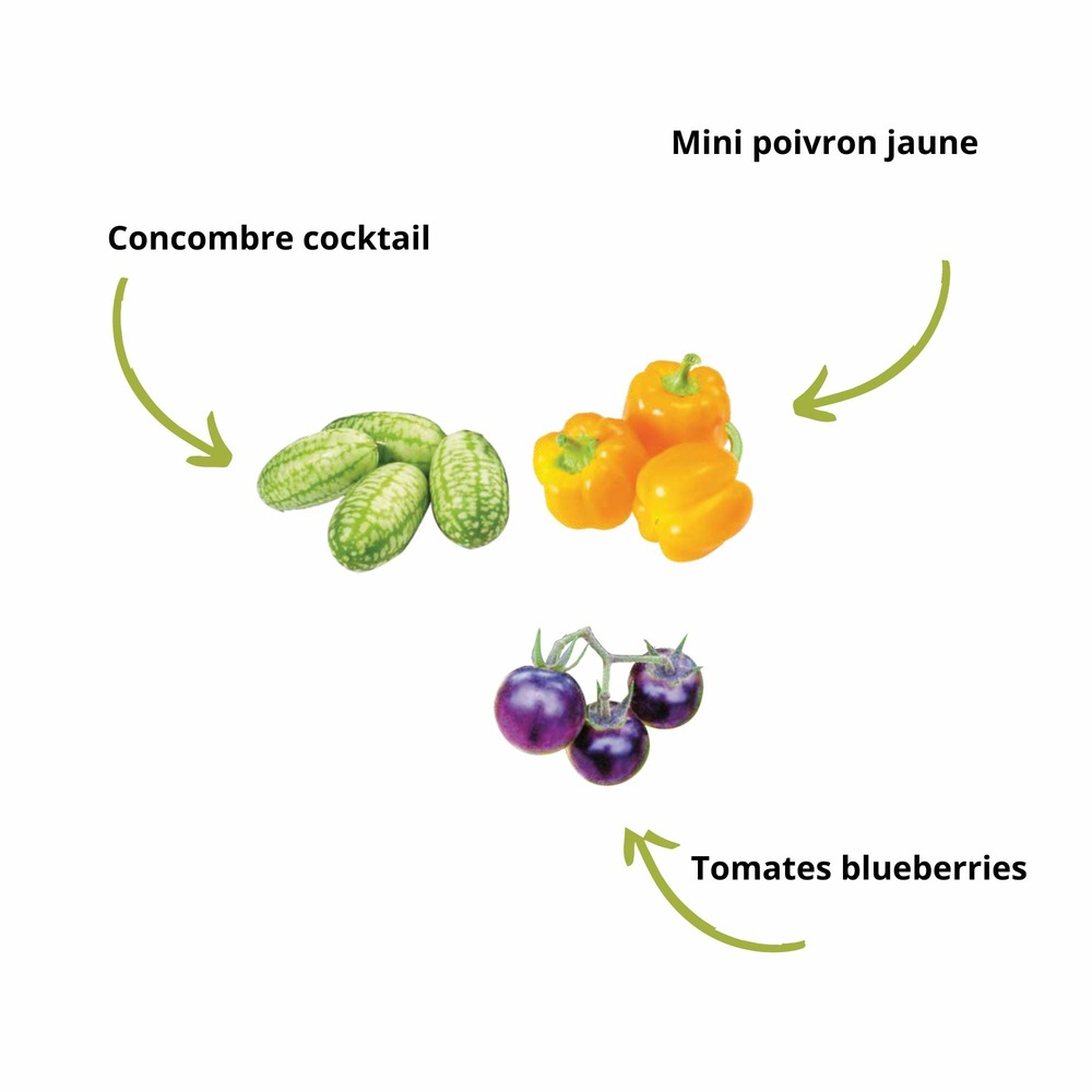 Kit sacs de culture bio* (concombre cocktail, tomate blueberry, mini poivron)