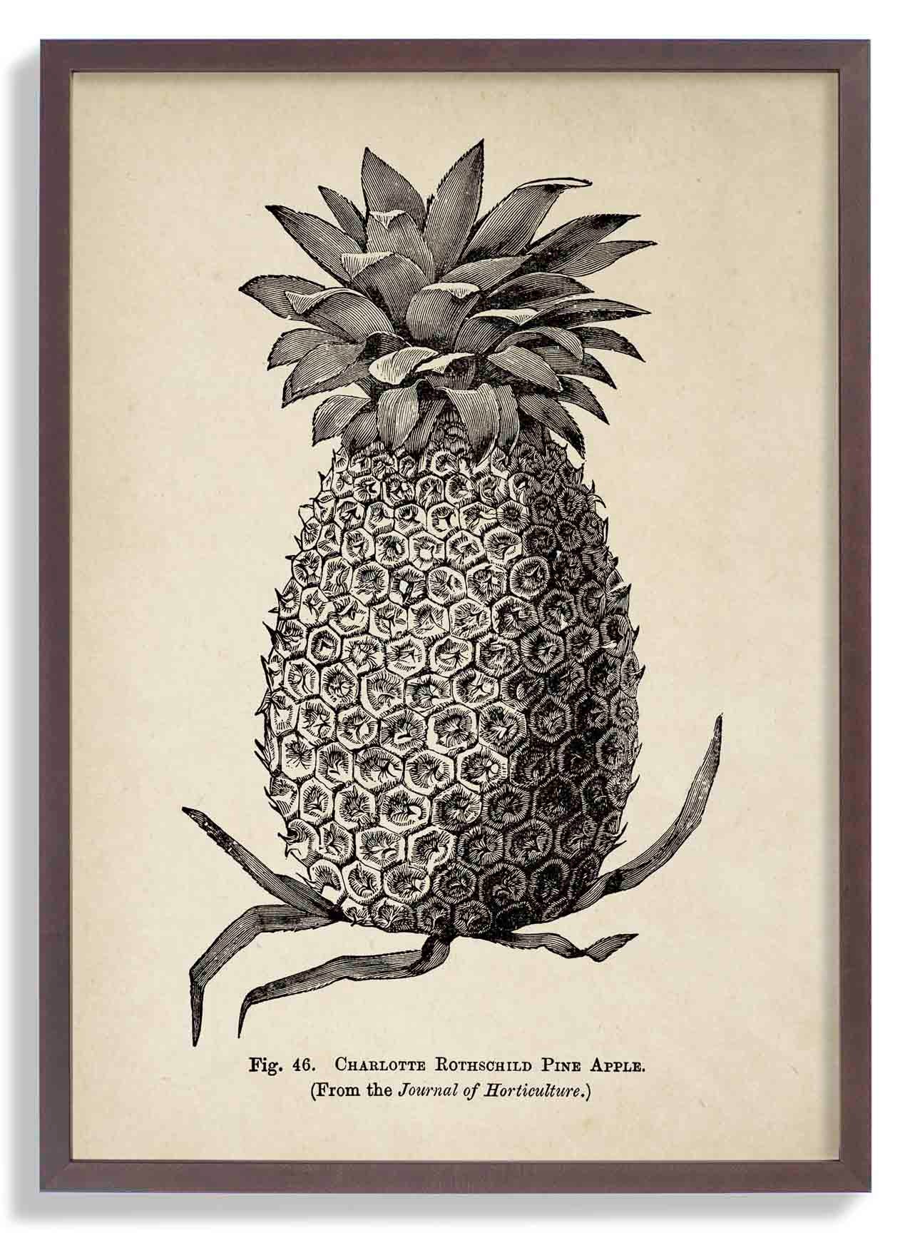 Antike Ananas