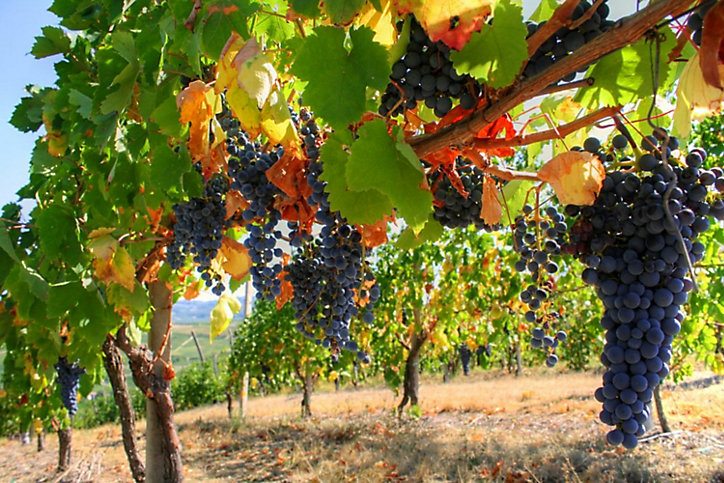 Vigne à raisin Vitis Vinifera h.200 cm