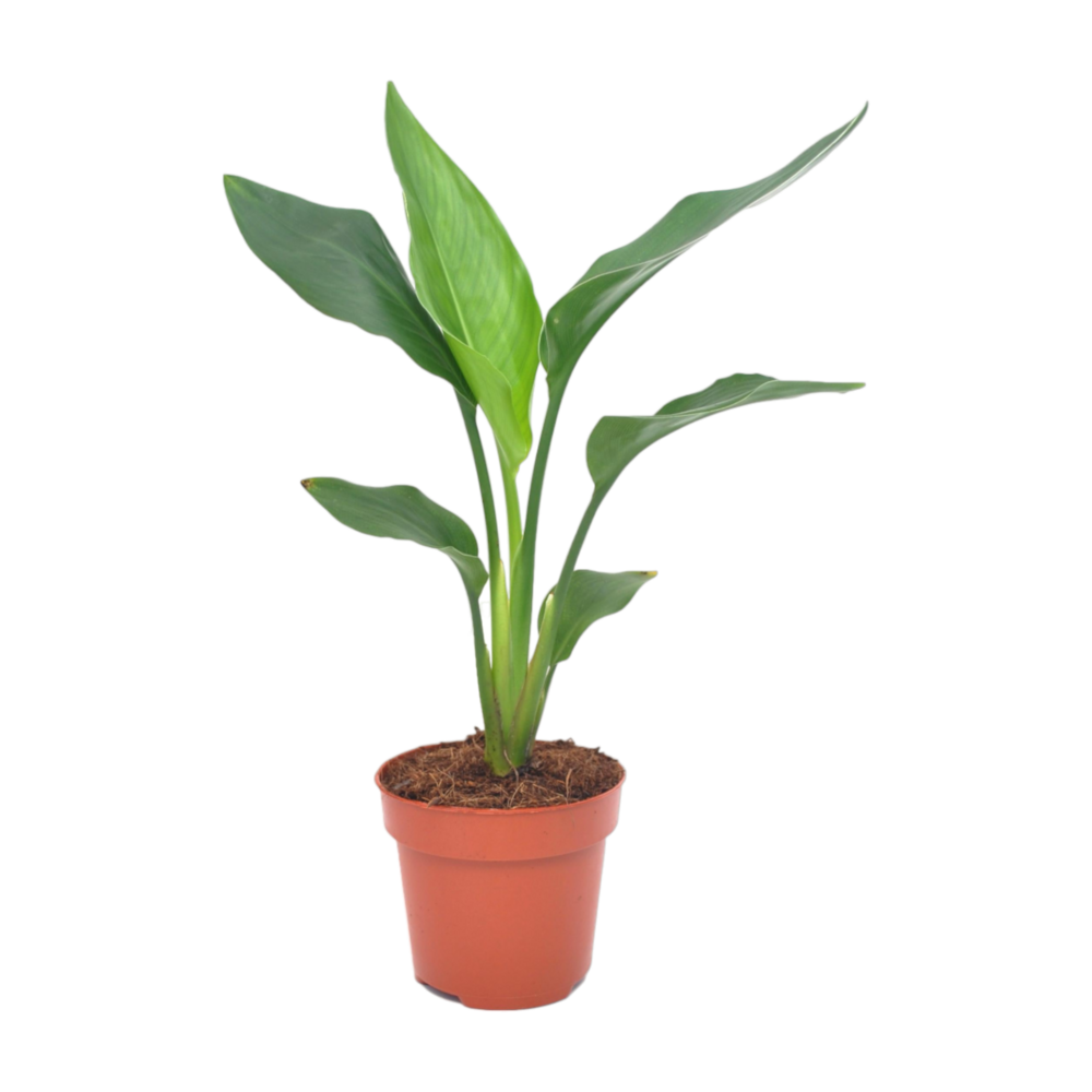 Plante d'intérieur - strelitzia reginea 40.0cm