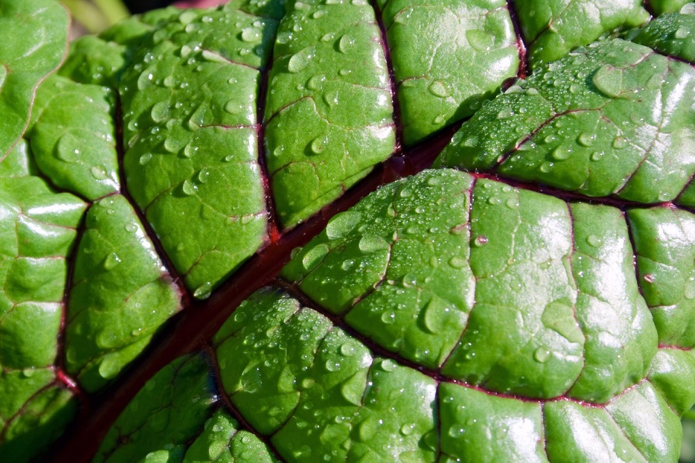 Jardin dans le sac - bio - rhubarbe - 50 graines - beta vulgaris subsp. Vulgaris