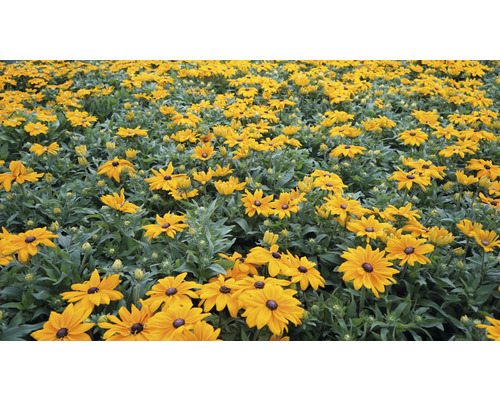 Zonnehoed Mix FloraSelf Rudbeckia x Hybride H 30-40 cm Co 5 L diverse soorten
