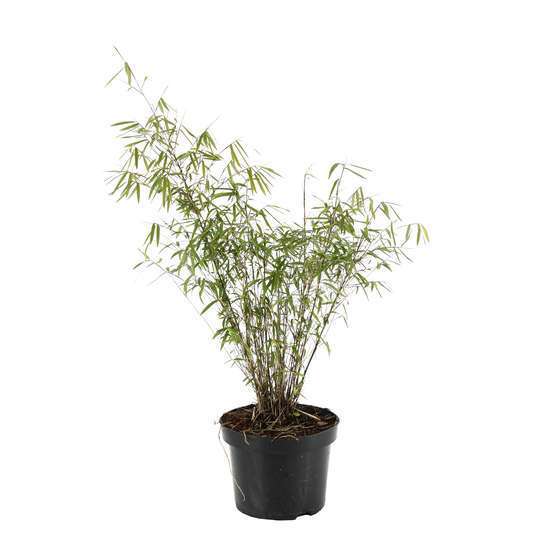 Bambou non-traçant fargesia angustissima 60/80 cm: pot de 5 litres