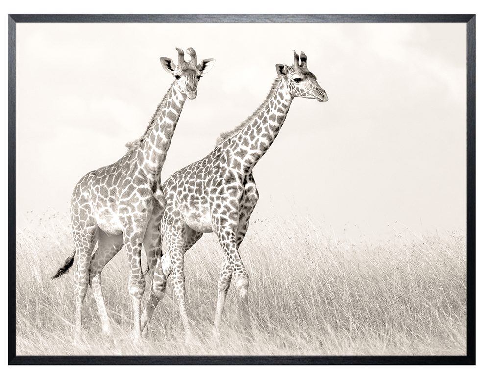 Art Print Giraffen SHI262