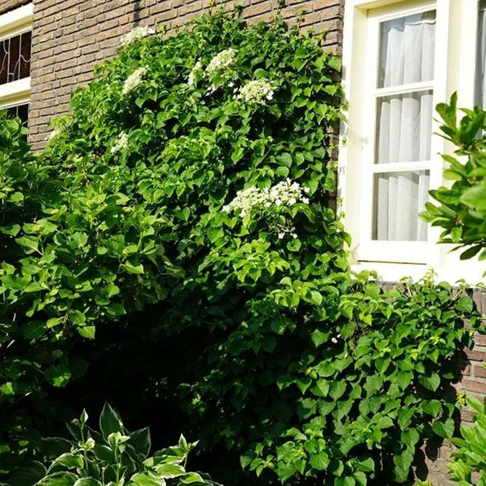 Hortensia grimpant petiolaris - hydrangea anomala 3l
